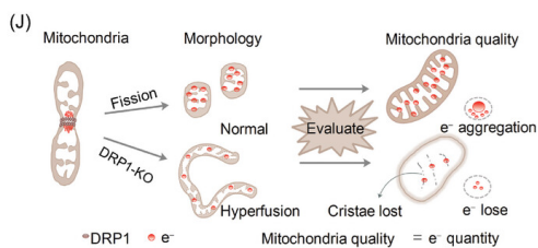 山东第一医科大学团队设计新型探针来检测线粒体电子流