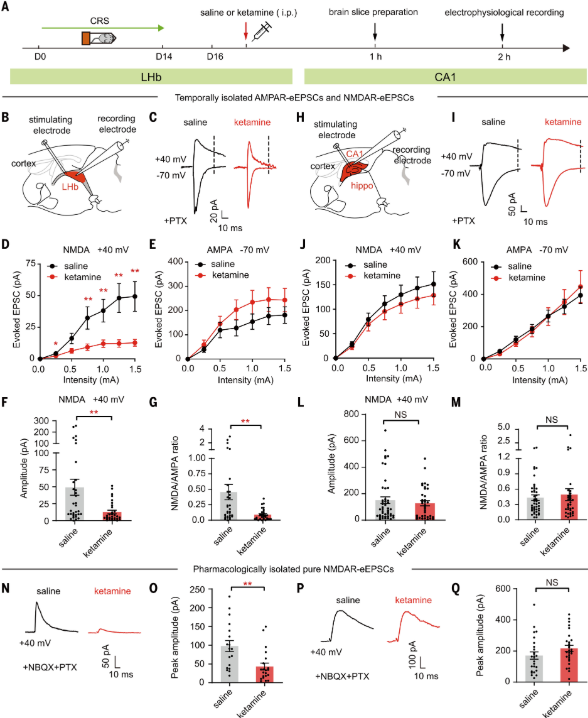 Ketamine快速抗抑郁关键作用机制