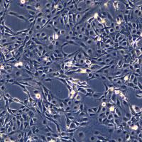 MeT-5A细胞敲除BAP1 Gene基因细胞系