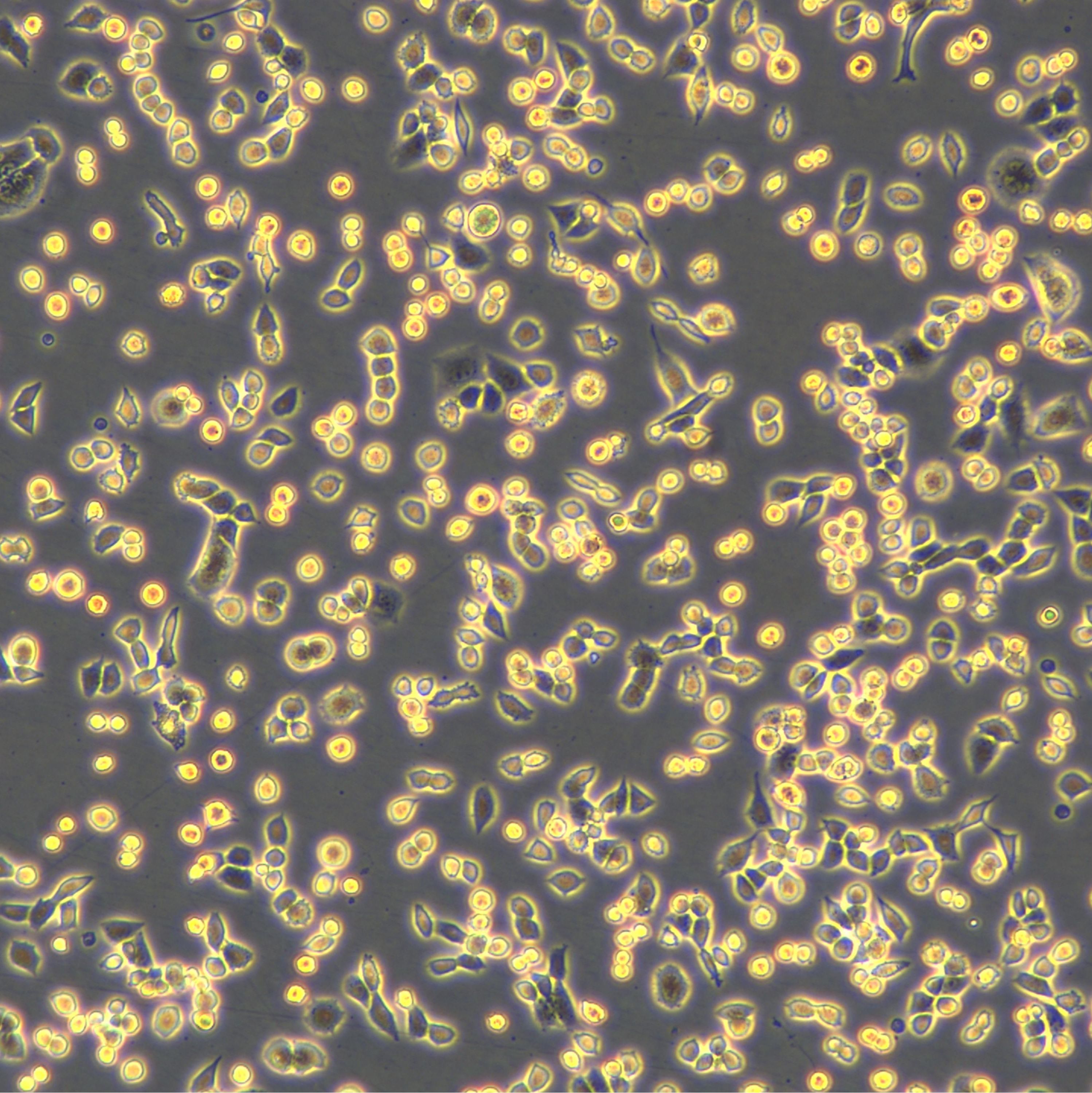 LLC细胞敲除mIRF7基因细胞系
