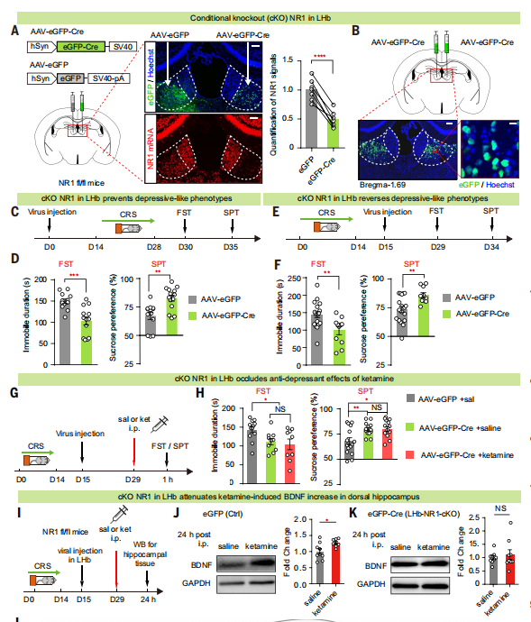 Ketamine快速抗抑郁关键作用机制
