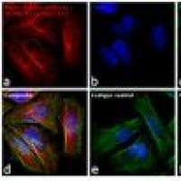 Alexa Fluor 647 荧光二抗 A31571 Donkey anti-Mouse IgG