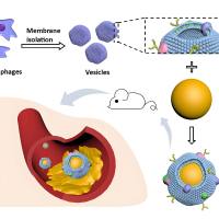 负载格列齐特(GIL)的聚乳酸-羟基乙酸共聚物PLGA 纳米颗粒被巨噬细胞膜包裹