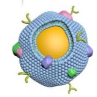 红细胞膜(RBC膜)伪装的磁性氧化铁(Fe3O4)纳米颗粒