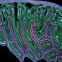 Alexa Fluor 488 荧光二抗 A11039 Goat anti-Chicken IgY