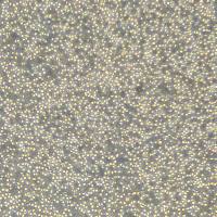 Ramos细胞敲除hSH3KBP1基因细胞系