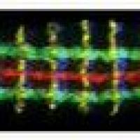  Alexa Fluor 488 交叉吸附荧光二抗 A11001 Goat anti-Mouse IgG (H+L) Cross-Adsorbed Secondary Antibody