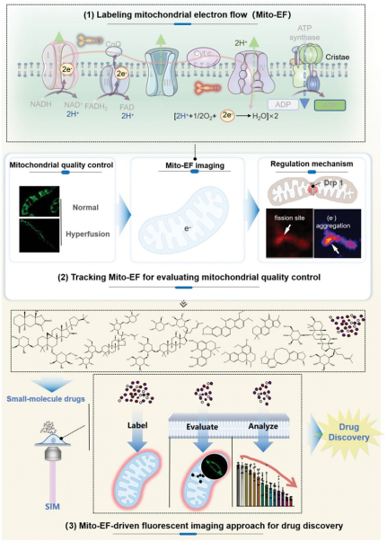 山东第一医科大学团队设计新型探针来检测线粒体电子流