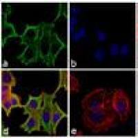 Thermo A21202 Alexa Fluor 488 荧光二抗Donkey anti