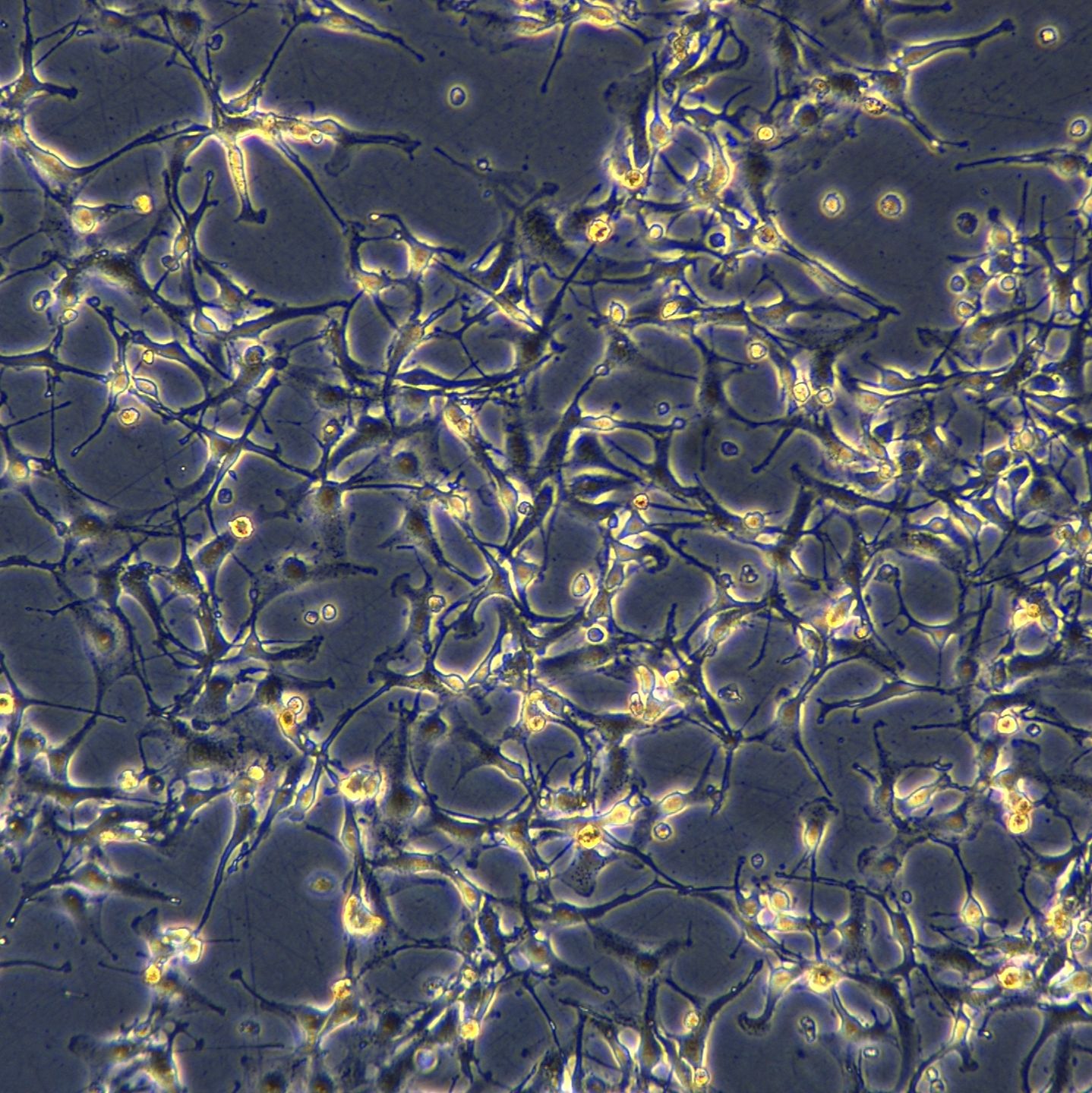 A172细胞敲除hTP53基因细胞系