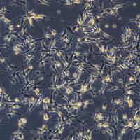 A172细胞敲除hTP53基因细胞系