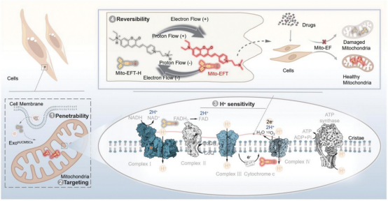 山东第一医科大学团队设计新型探针来检测线粒体电子流