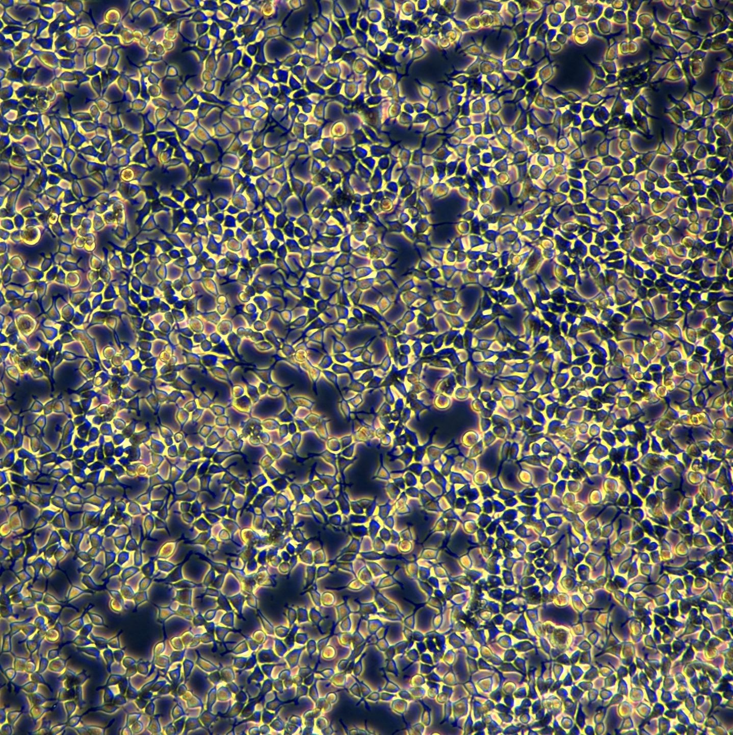 293T细胞敲除RPL19基因细胞系