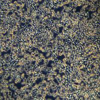 293T细胞敲除RPL19基因细胞系