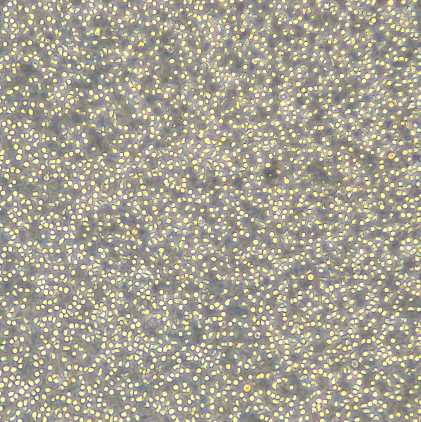 RAMOS细胞敲除IRF1基因细胞系