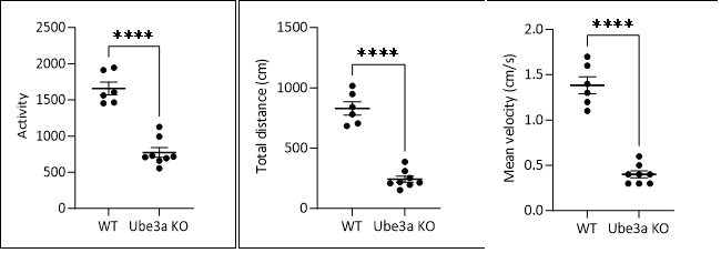从“快乐假象”到疾病真相：Ube3a基因敲除小鼠揭秘天使综合征的“微笑”之殇