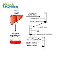 人及动物肝微粒体（Liver Microsomes）