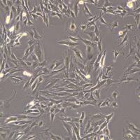 C2C12细胞敲除mLrrc20基因细胞株