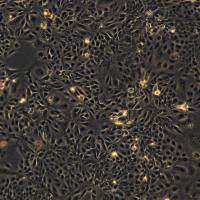 DLD-1细胞敲除hBRCA2基因细胞系