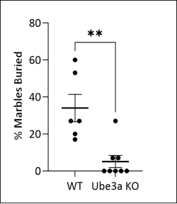 从“快乐假象”到疾病真相：Ube3a基因敲除小鼠揭秘天使综合征的“微笑”之殇