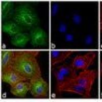 Alexa Fluor 488 荧光二抗 A21208 Donkey anti-Rat IgG (H+L) Secondary Antibody 