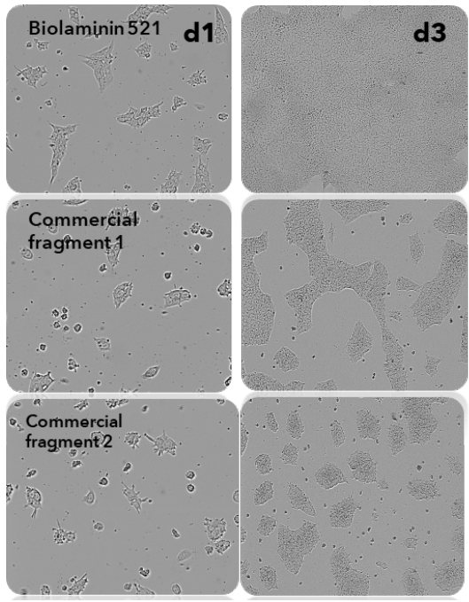 随时间推移,全长Biolaminin521与片段Laminin的干细胞增殖速度及产量对比