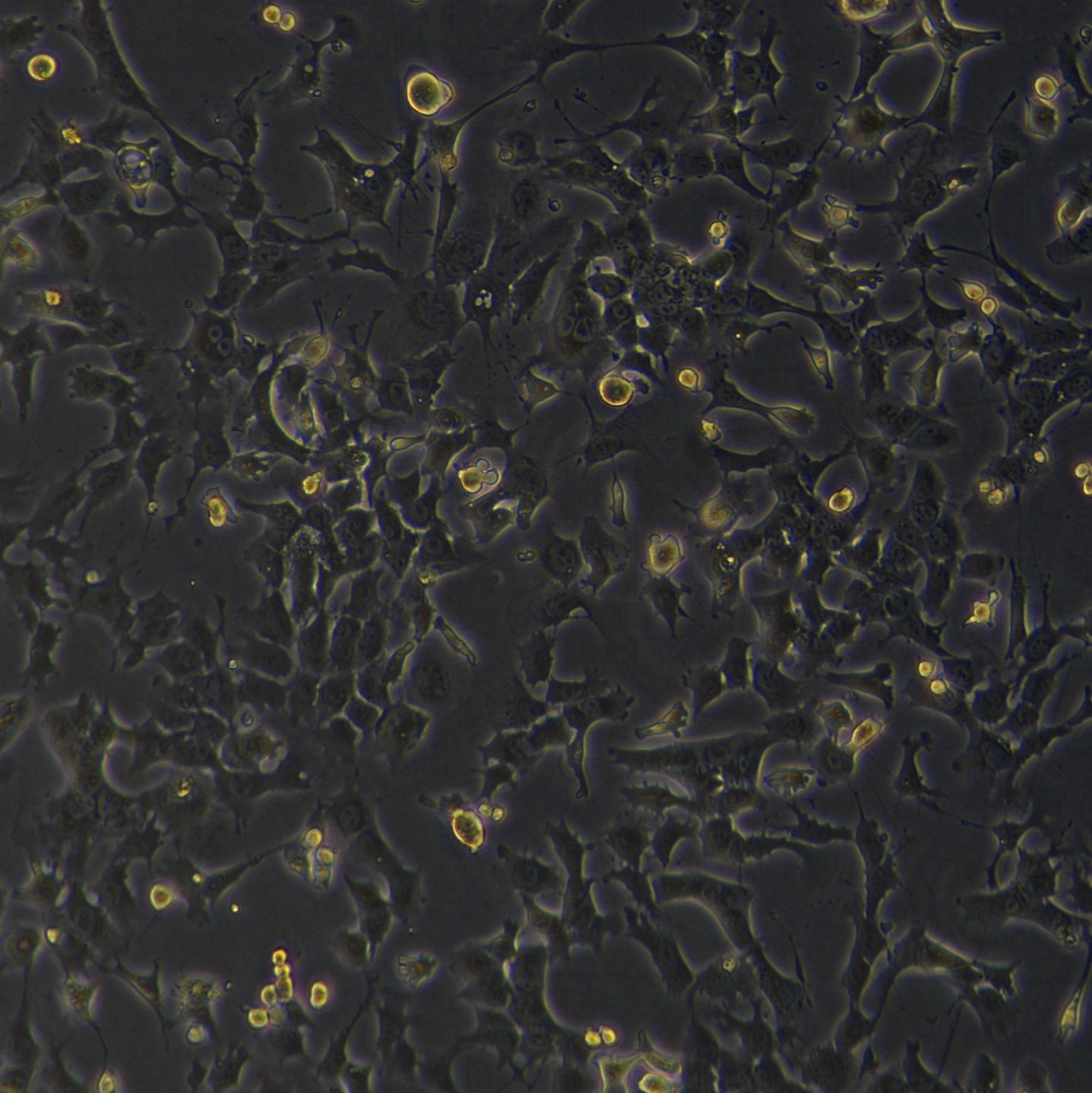 Hepa1-6细胞敲除mGstp3基因细胞株