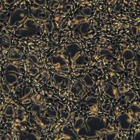 CT26细胞敲除mGpx4基因细胞系