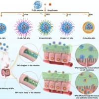 聚乳酸-b-聚(2-乙基-2-唑啉)(PEOz-b-PLA)聚合物胶束