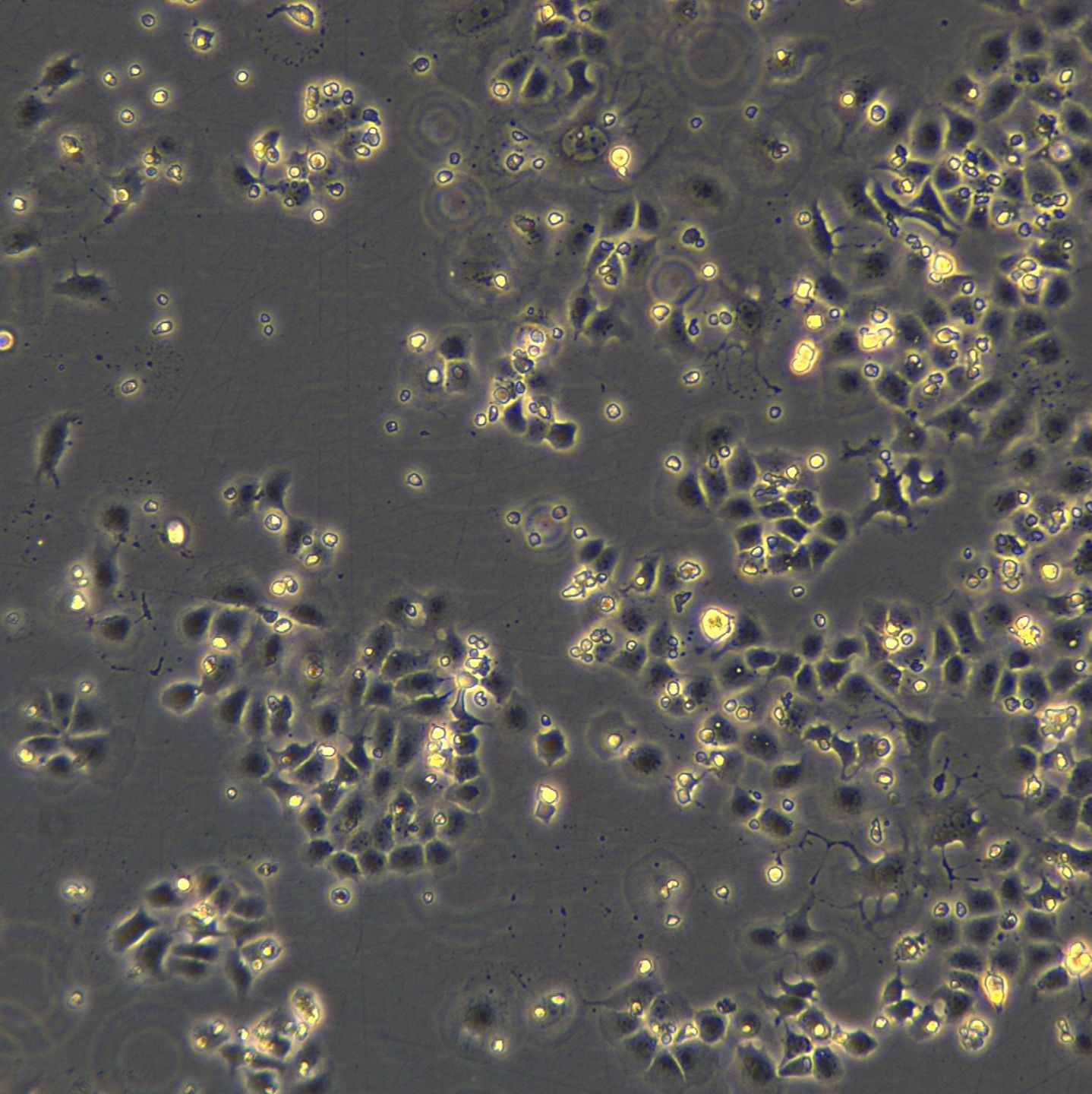 MLE-12细胞敲除Fbxw7基因细胞系
