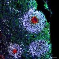 Alexa Fluor 647 荧光二抗 A31573 Donkey anti-Rabbit