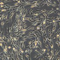 U118MG细胞敲除hBSG基因细胞系