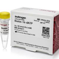 生物素-14-dATP，19524016-50nmol