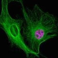 A11029 Alexa Fluor 488 高度交叉吸附荧光二抗 Goat anti-Mouse IgG (H+L) Highly Cross-Adsorbed Secondary Antibody