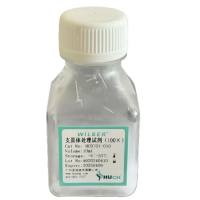 支原体处理试剂(100×)