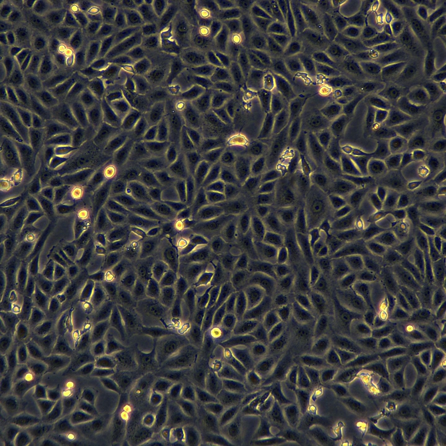 Vero细胞敲除RPL19基因细胞系