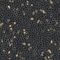 Vero细胞敲除RPL19基因细胞系