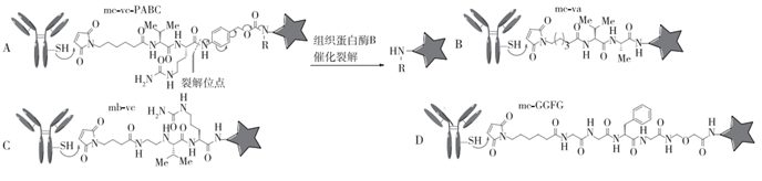 重组人MC1R蛋白(N-His)