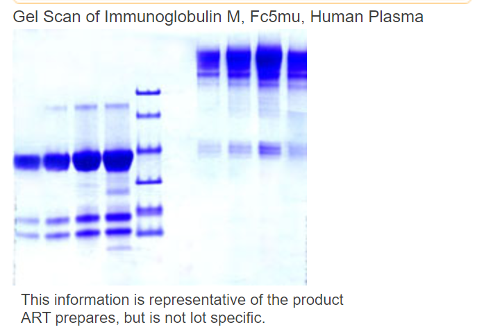 IgM Fc5mu / Immunoglobulin M,