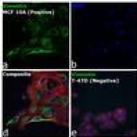 Alexa Fluor Plus 555 二抗 A32732 Goat anti-Rabbit IgG (H+L) Highly Cross-Adsorbed Secondary Antibody 