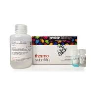 Thermo Scientific A65453 Pierce BCA 蛋白定量试剂盒 100