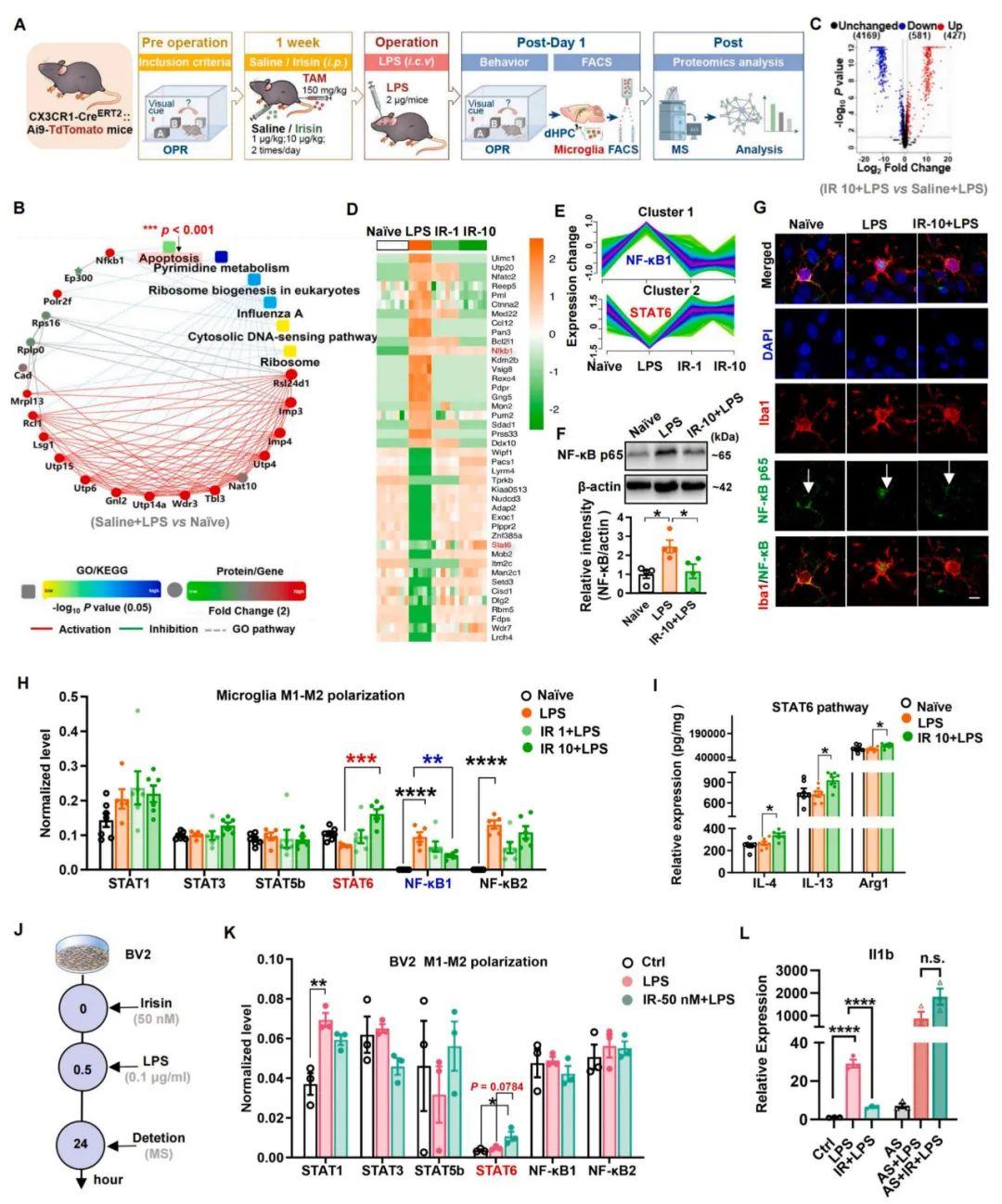 【慢病毒应用客户文章】北京大学神经科学研究所万有教授团队揭示鸢尾素通过激活STAT6重编程小胶质细胞预防术后认知功能障碍的新机制