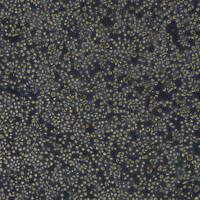 THP-1细胞敲除hSERPINB3基因细胞系