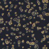 Hep-G2细胞敲除hADAR基因细胞系