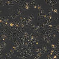 Hep 3B细胞敲除human KLF4基因细胞系