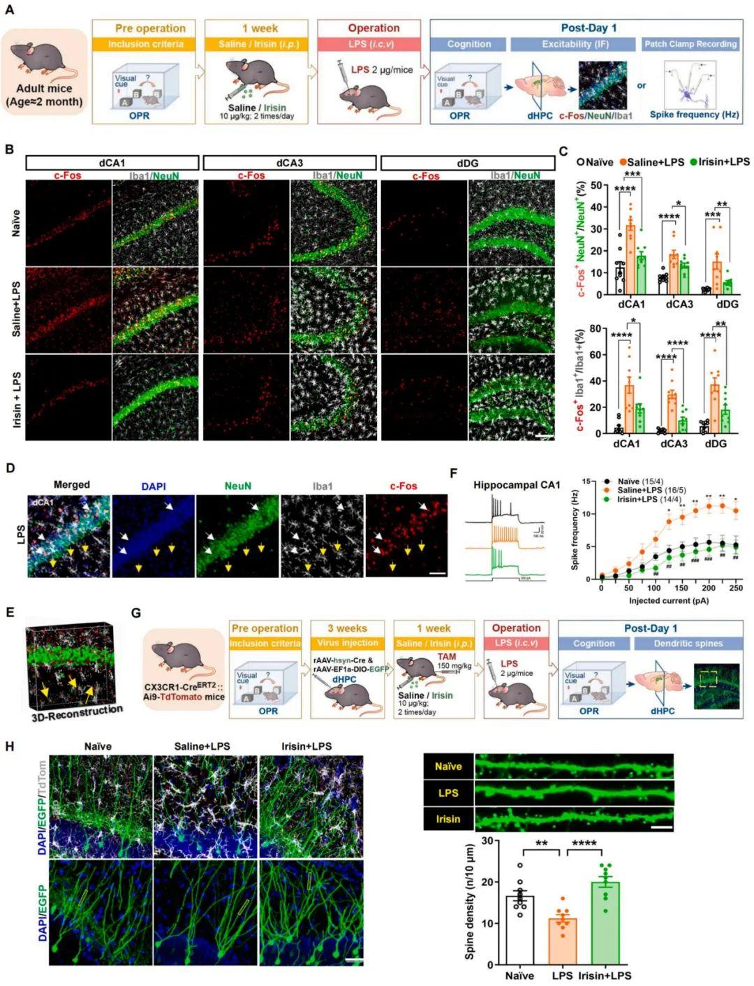 【慢病毒应用客户文章】北京大学神经科学研究所万有教授团队揭示鸢尾素通过激活STAT6重编程小胶质细胞预防术后认知功能障碍的新机制