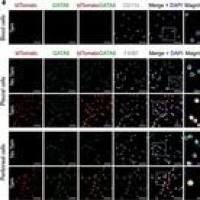 Alexa Fluor 647 荧光二抗 A21447 Donkey anti-Goat IgG (H+L) Cross-Adsorbed Secondary Antibody 