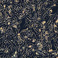 U-251细胞敲除hSCAMP2基因细胞系