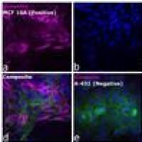 A32735 Alexa Fluor Plus 800 高度交叉吸附二抗 Goat anti-Rabbit IgG (H+L) Highly Cross-Adsorbed Secondary Antibody