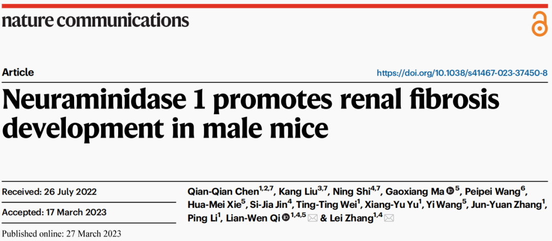 【AAV在肾脏疾病中的应用】IF=17.69│中国药科大学齐炼文教授/张蕾研究员团队揭示肾纤维化治疗新靶点及相关机制